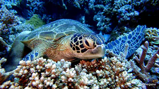 Underwater photograph by Joel Bergsma