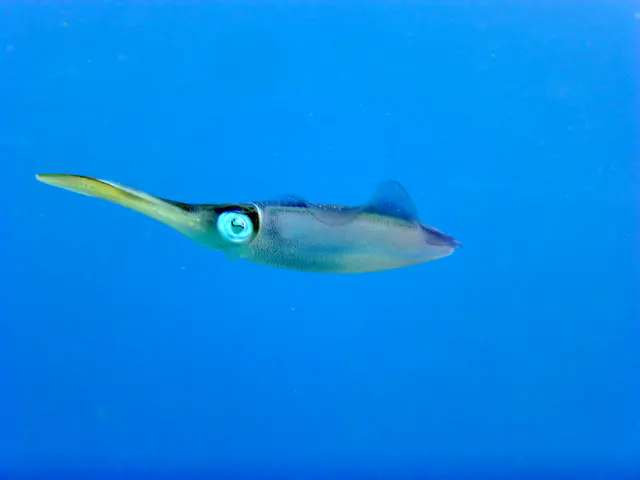 Underwater photograph by Joel Bergsma