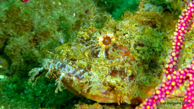 Underwater photograph by Joel Bergsma