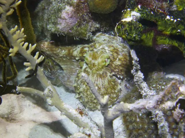 Underwater photograph by Joel Bergsma
