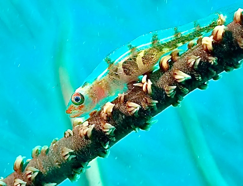 Philippines underwater photograph, 2026