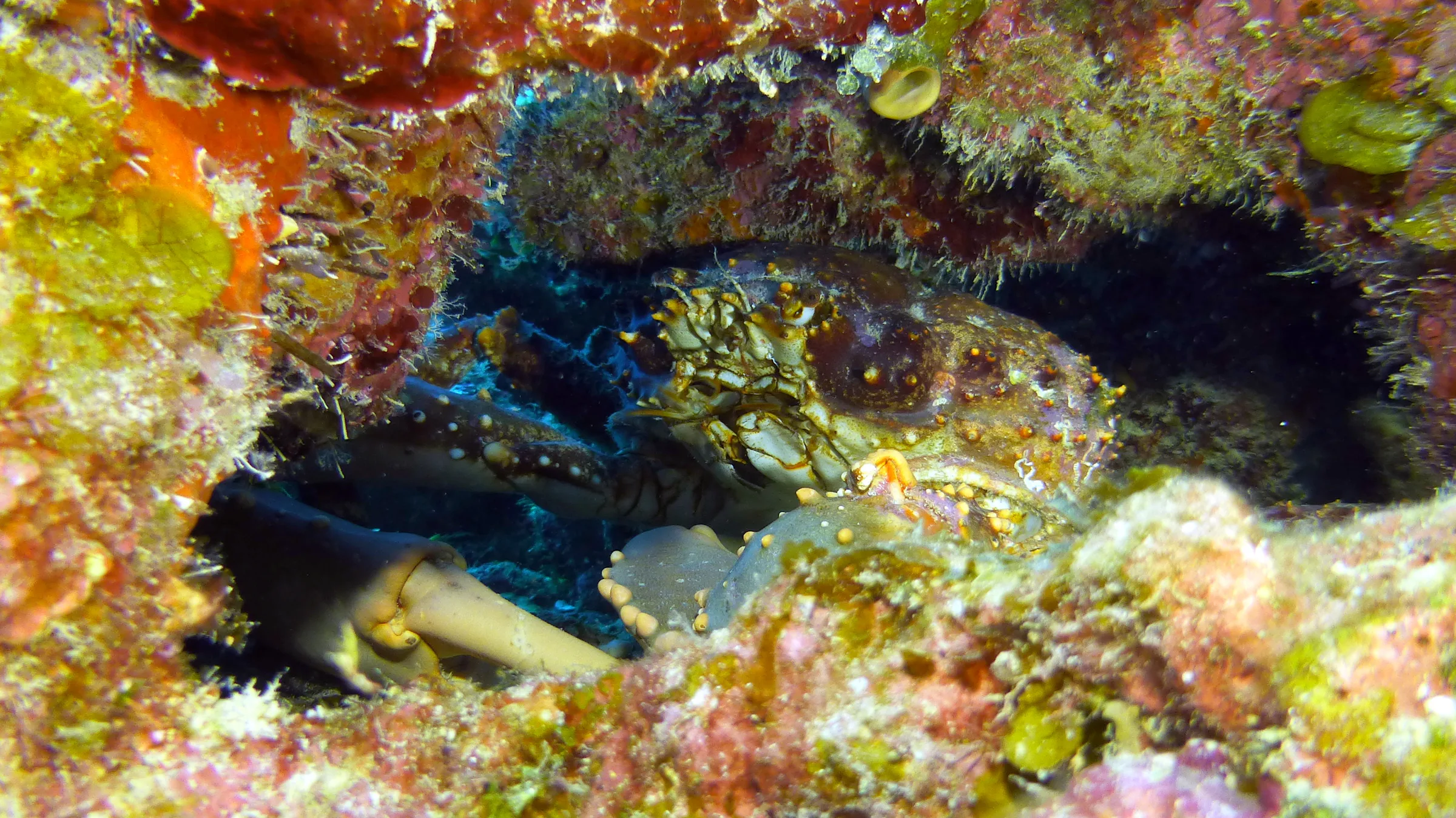 Channel Clinging Crab, Belize, 2017