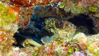 Underwater photograph by Joel Bergsma