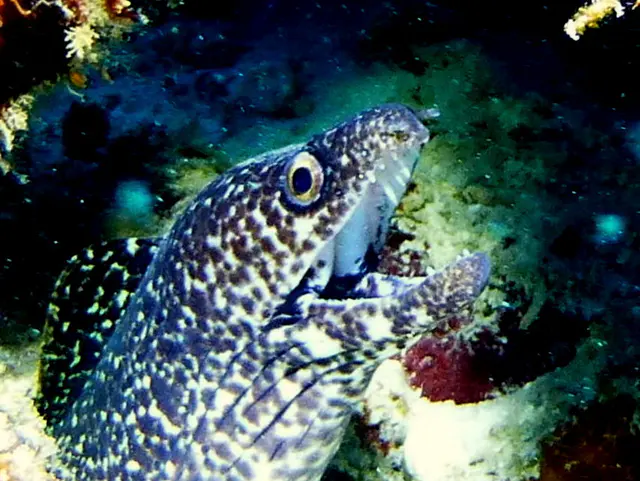 Underwater photograph by Joel Bergsma