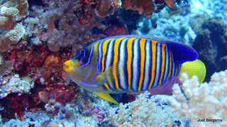 Underwater photograph by Joel Bergsma