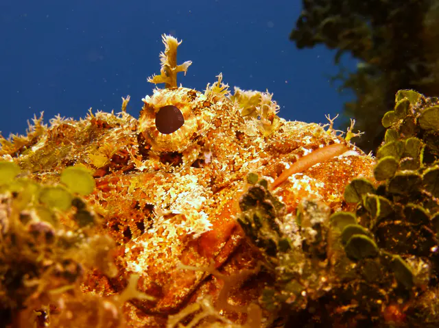 Underwater photograph by Joel Bergsma