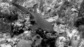 Underwater photograph by Joel Bergsma