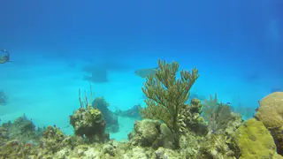 Tarpon