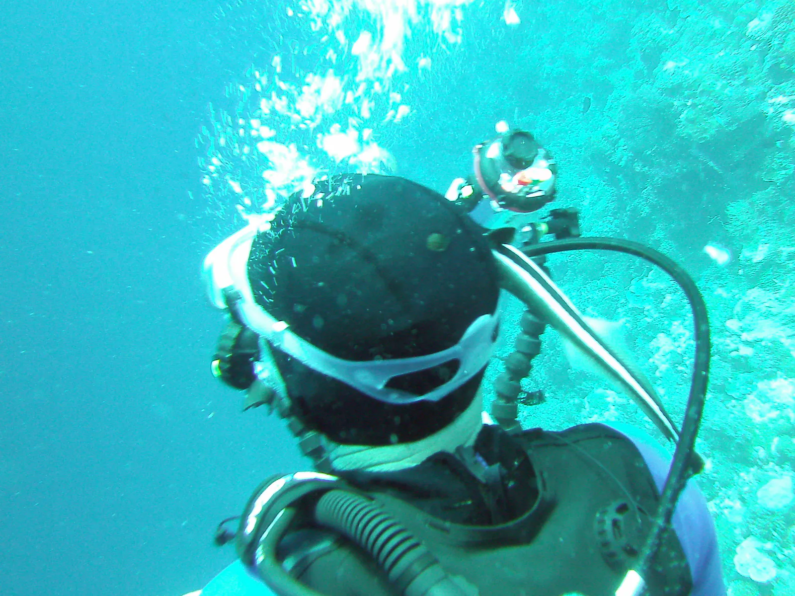 A remora repeatedly attempts to attach itself to different places on my Dive Buddy Bill's head.   Bill is just about to see it peak around his mask.