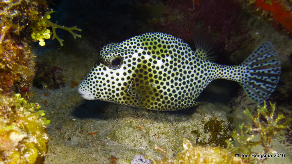 Underwater photograph by Joel Bergsma