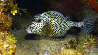 Underwater photograph by Joel Bergsma