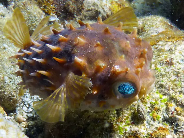 Underwater photograph by Joel Bergsma