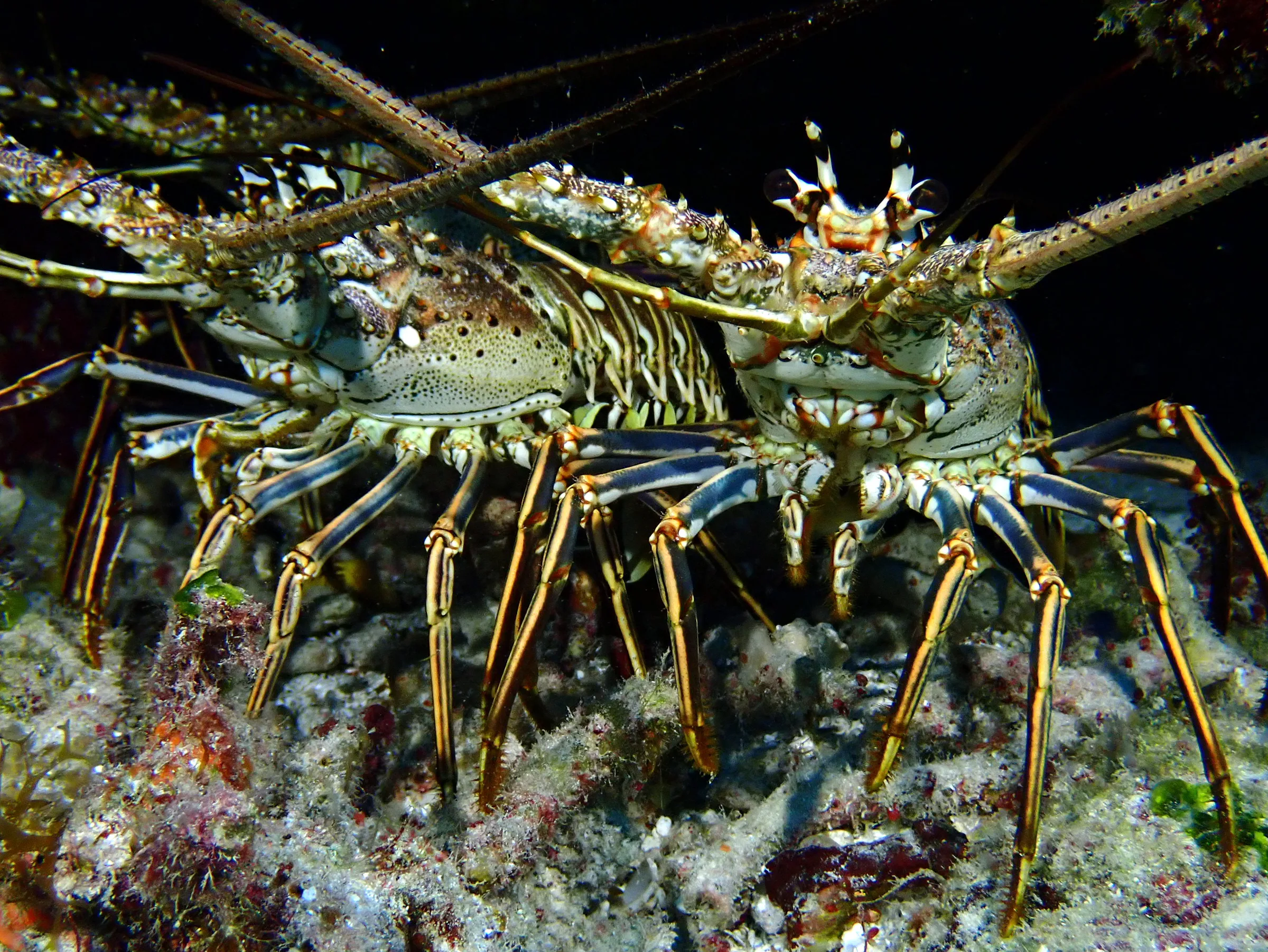 Cozumel underwater photograph, 2023