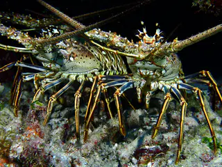 Underwater photograph by Joel Bergsma