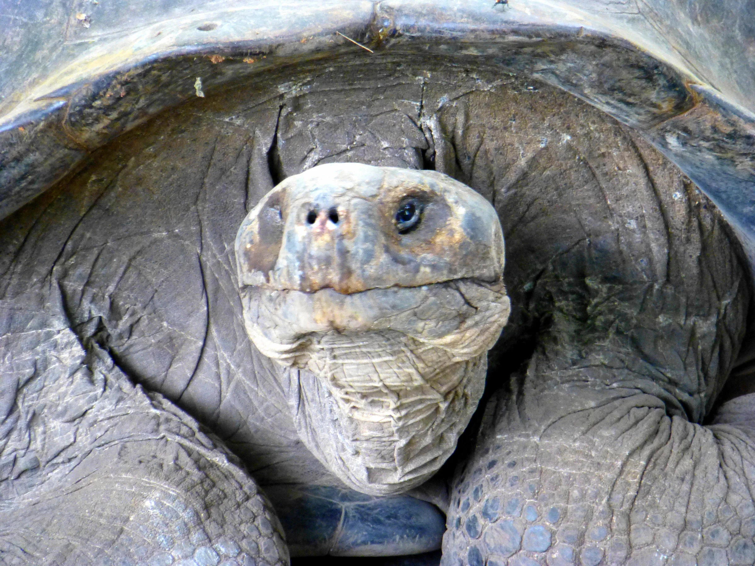 Giant Tortoise