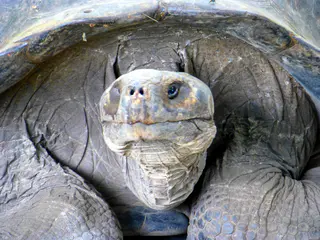 Giant Tortoise