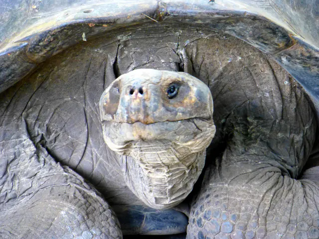 Giant Tortoise