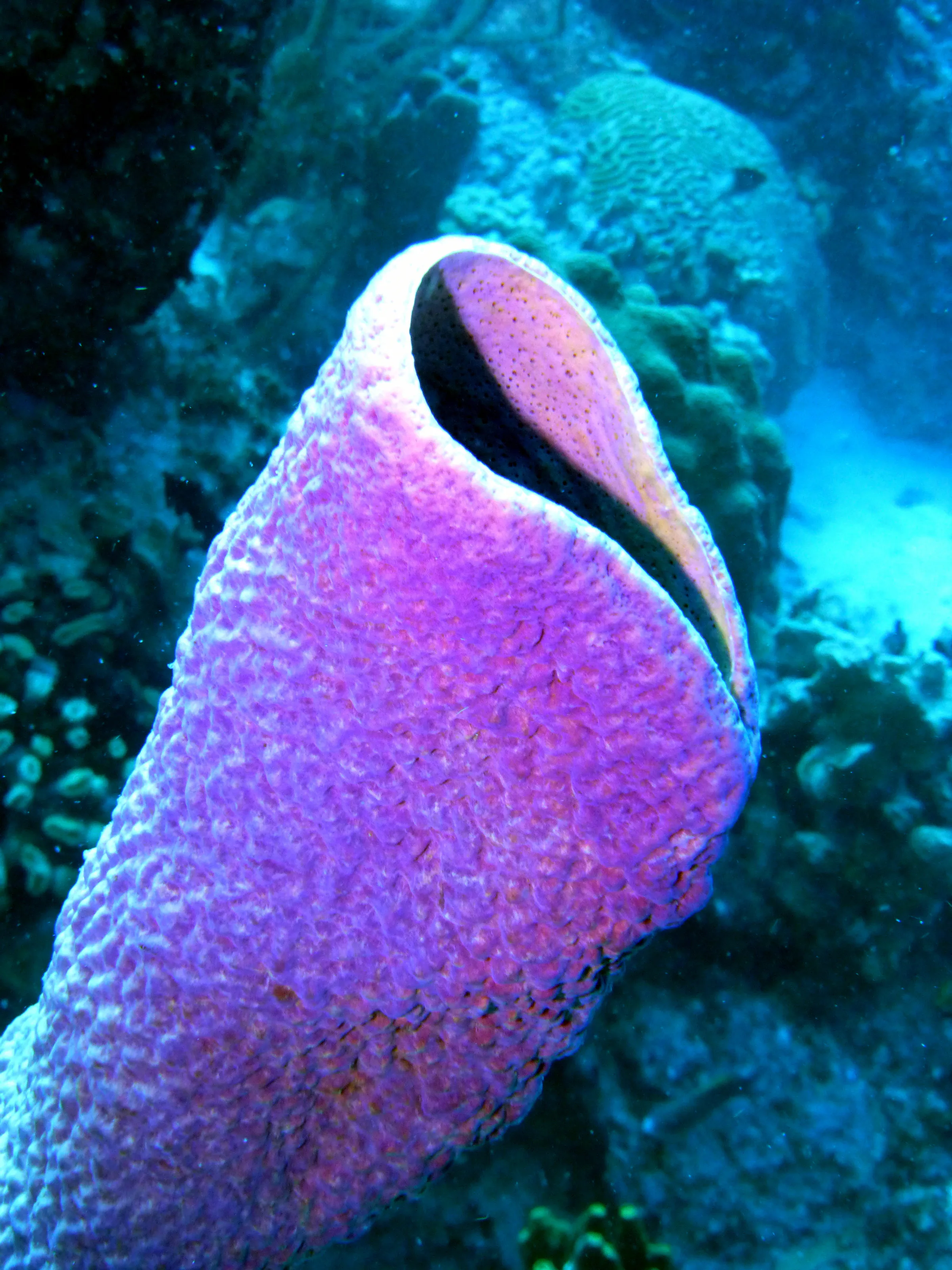 Bonaire underwater photograph, 2013