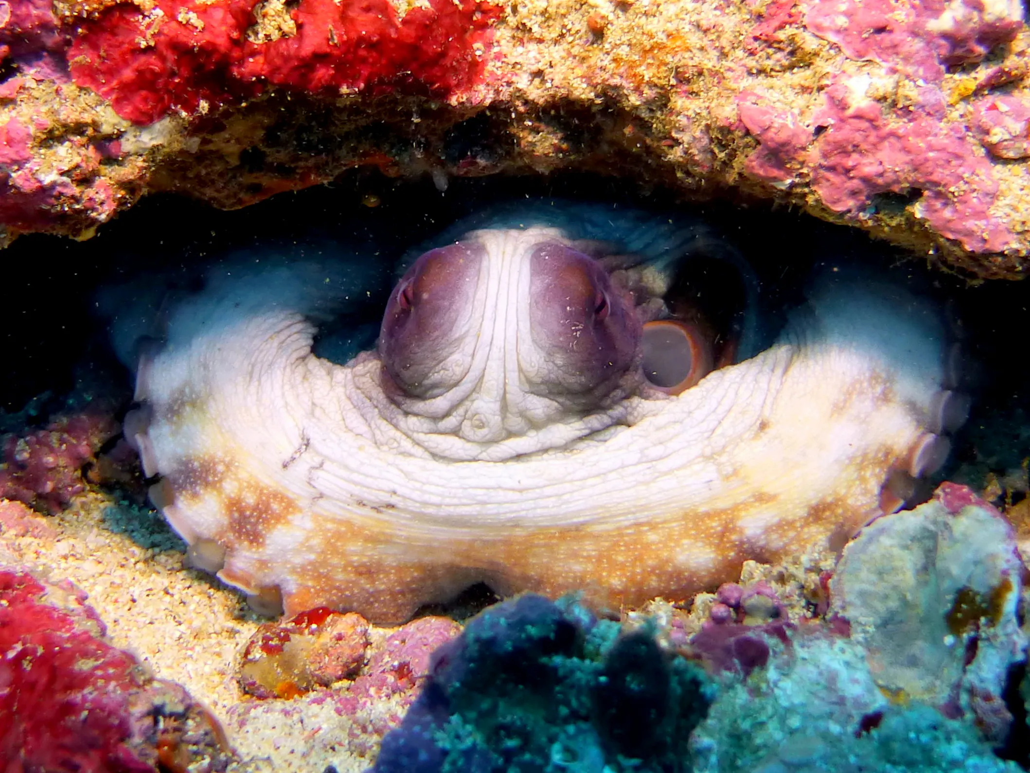 Octopus, Philippines, 2014