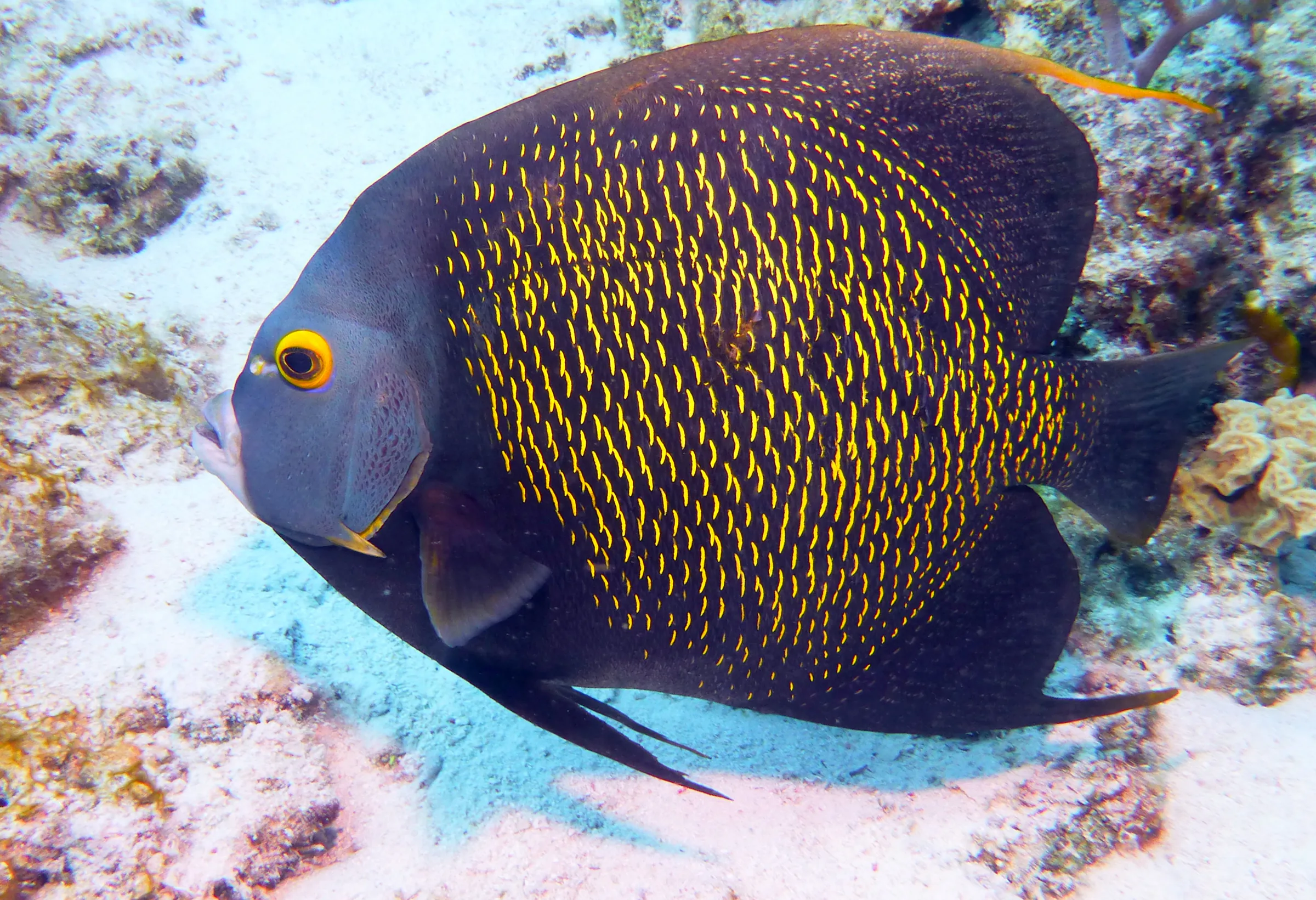 French Angelfish, Bonaire, 2013