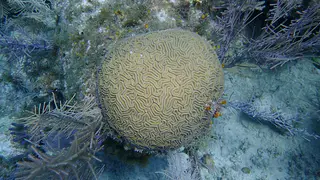 Underwater photograph by Joel Bergsma