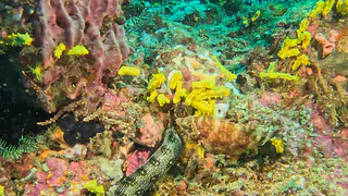 Underwater photograph by Joel Bergsma