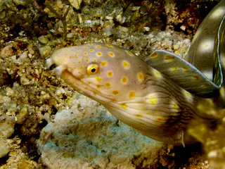 Underwater photograph by Joel Bergsma