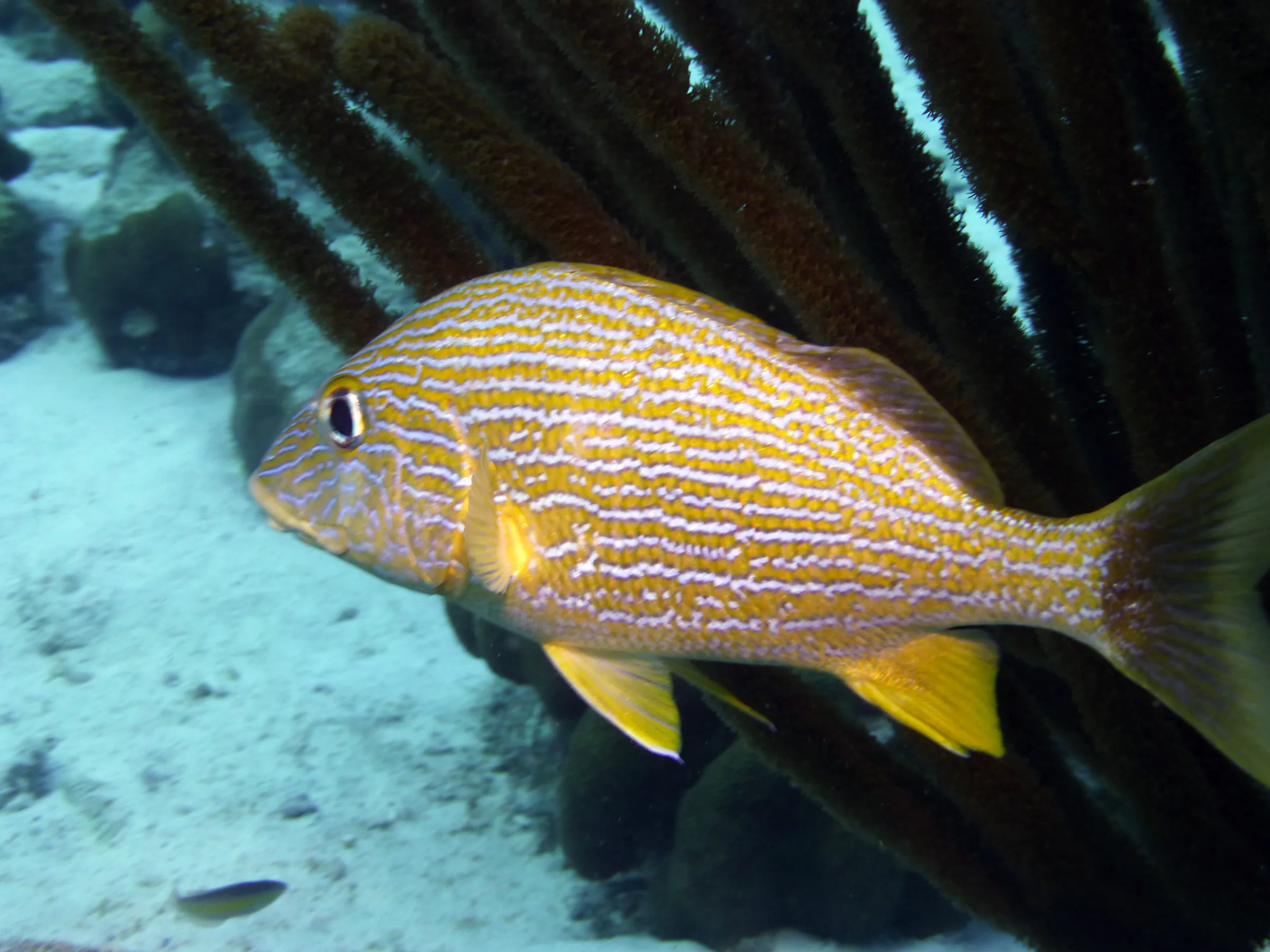 Bluestriped Grunt, Bonaire, 2013