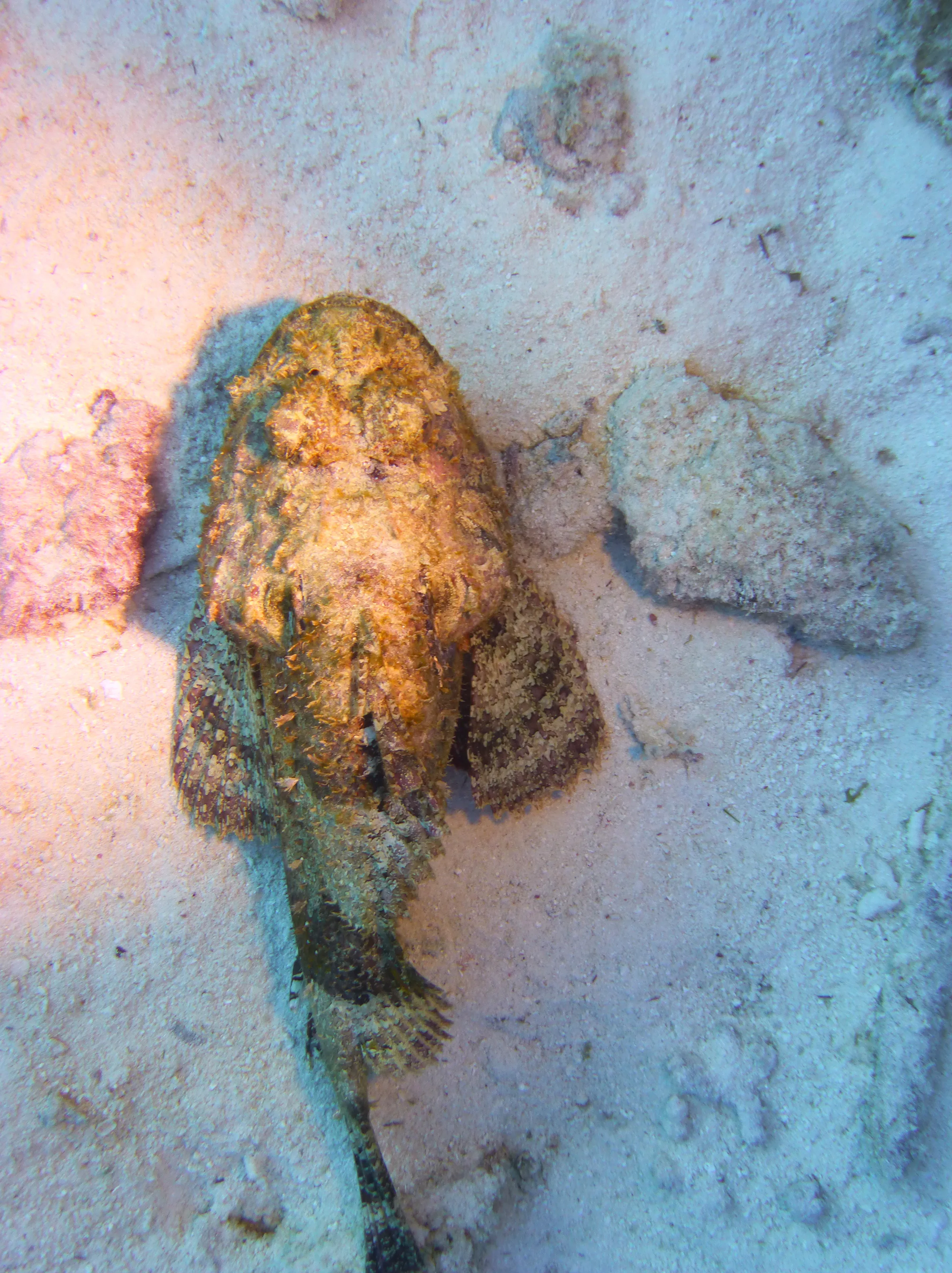 Scorpionfish, Bonaire, 2013
