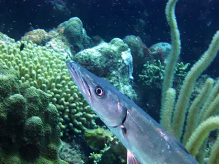 Underwater photograph by Joel Bergsma