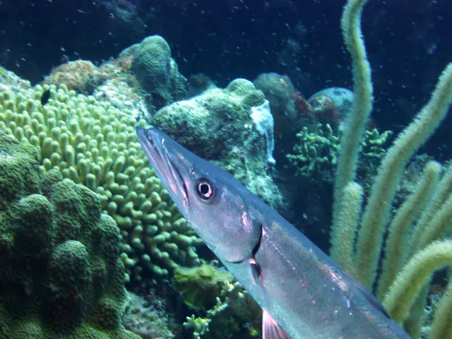 Underwater photograph by Joel Bergsma