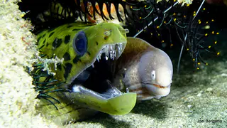 Underwater photograph by Joel Bergsma