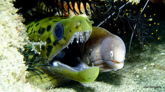 Underwater photograph by Joel Bergsma