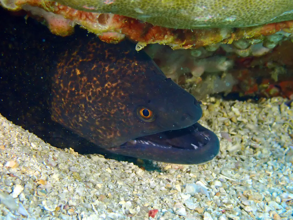 Underwater photograph by Joel Bergsma