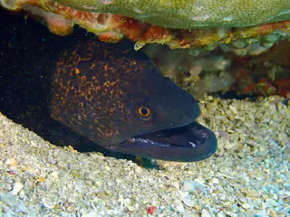 Underwater photograph by Joel Bergsma