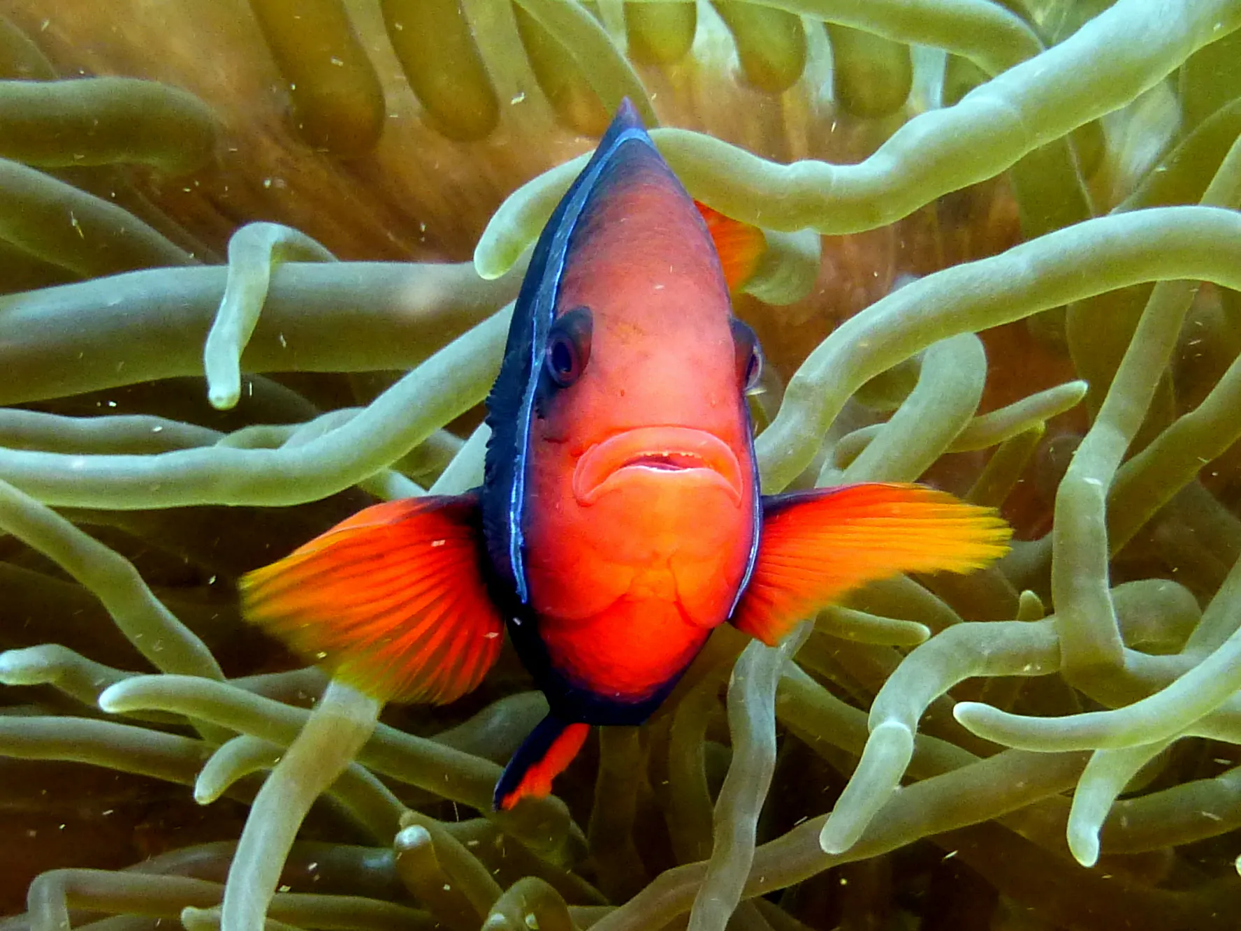 Anemonefish, Philippines, 2014