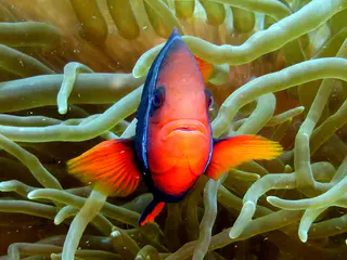 Underwater photograph by Joel Bergsma