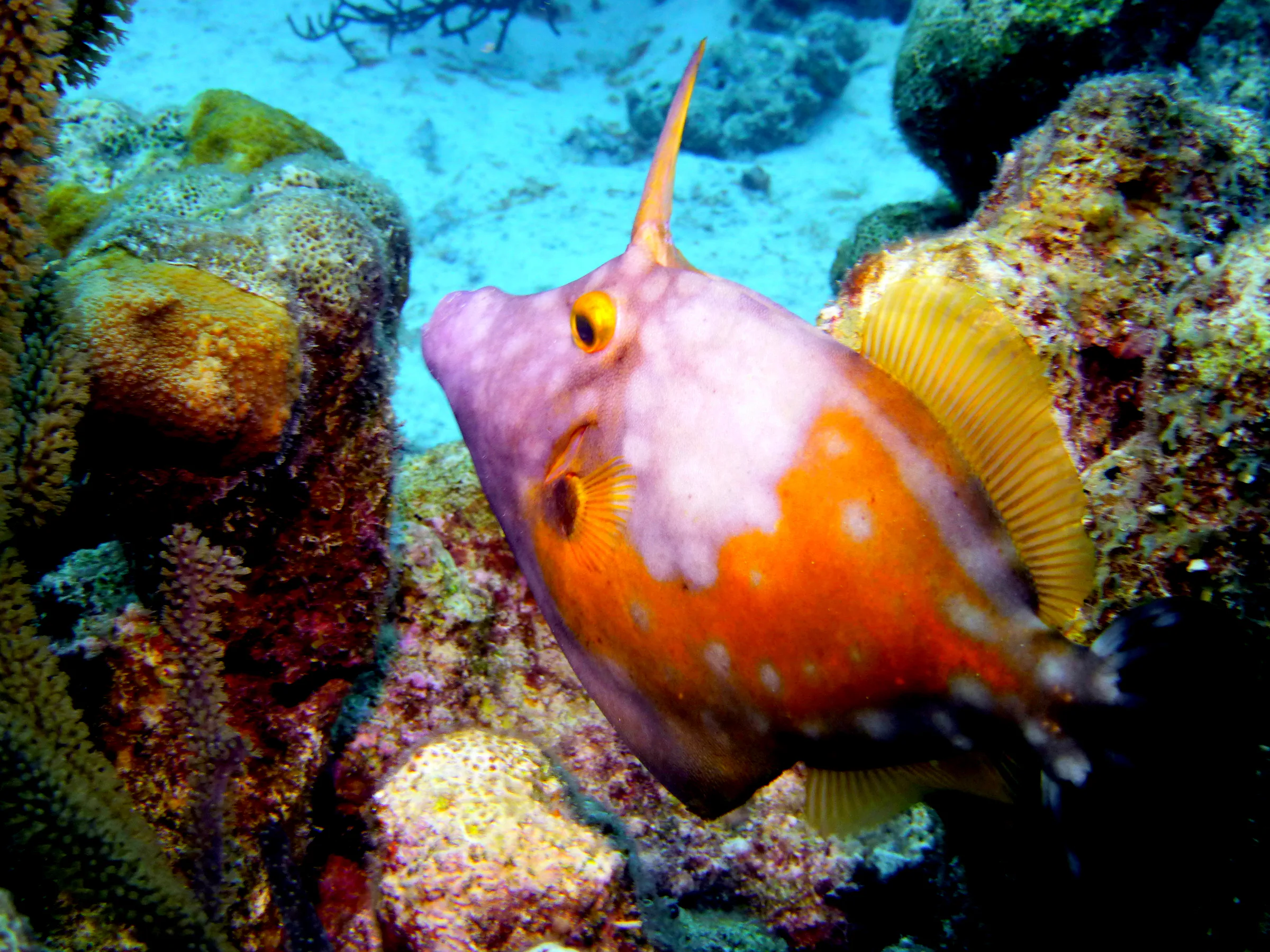 Filefish, Bonaire, 2013