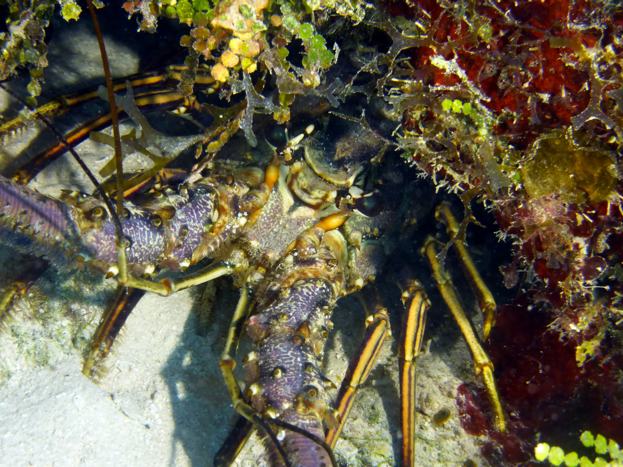 Spiny Lobster, Belize, 2017