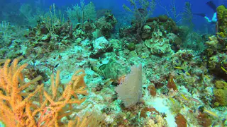 Red Hind (Grouper)