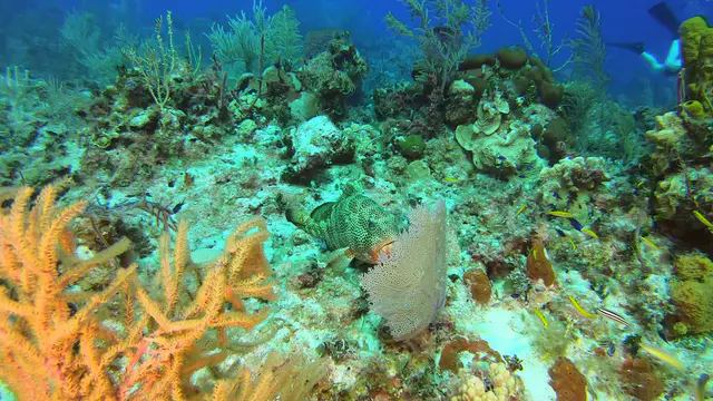 Red Hind (Grouper)