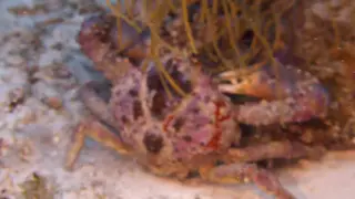 Channel Clinging Crab