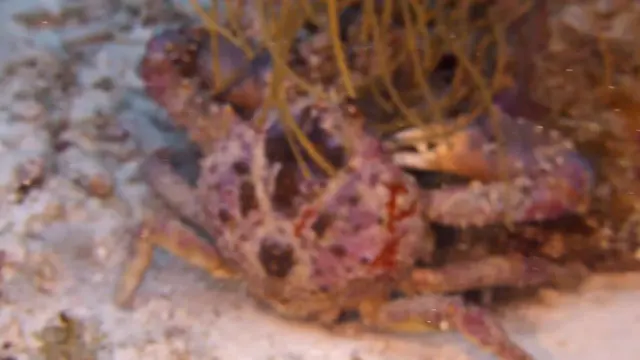 Channel Clinging Crab