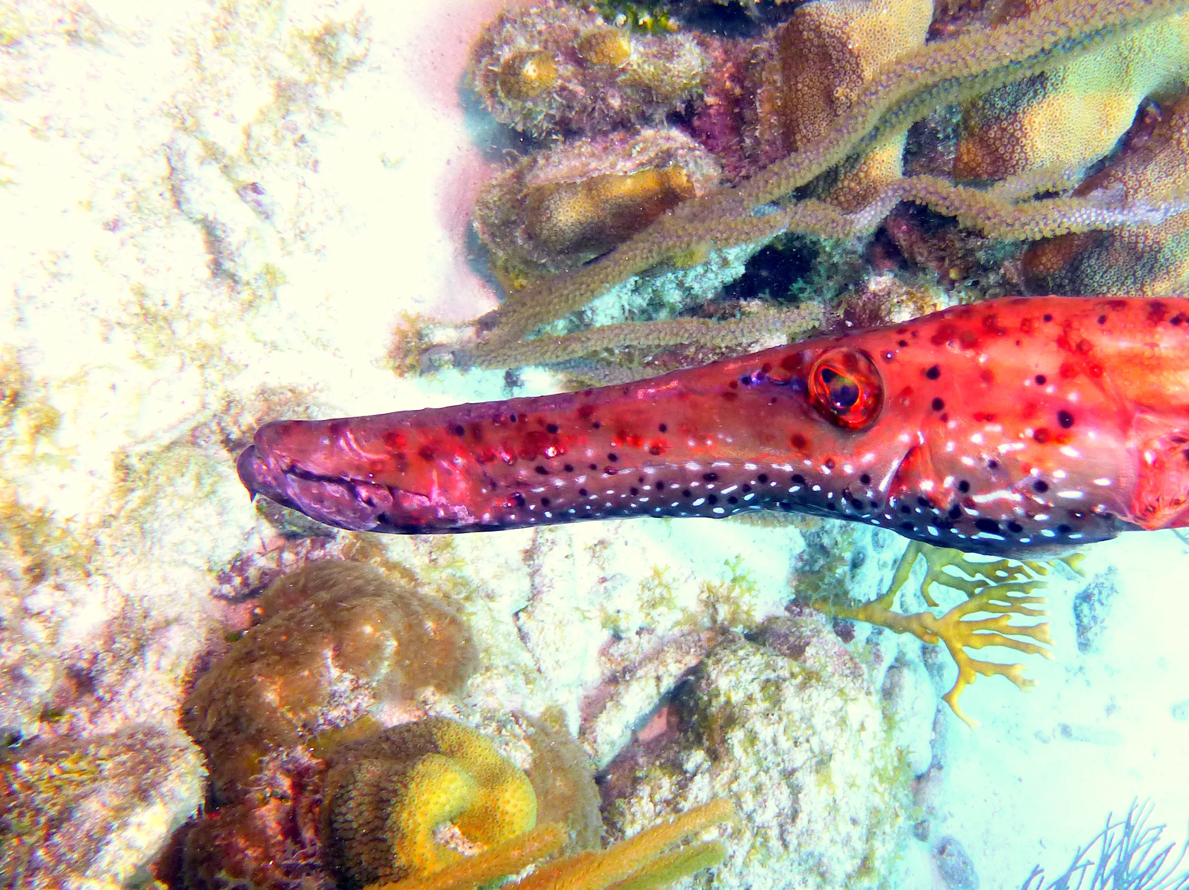 Trumpetfish, Bonaire, 2013