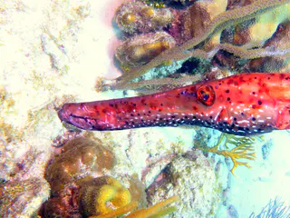 Underwater photograph by Joel Bergsma