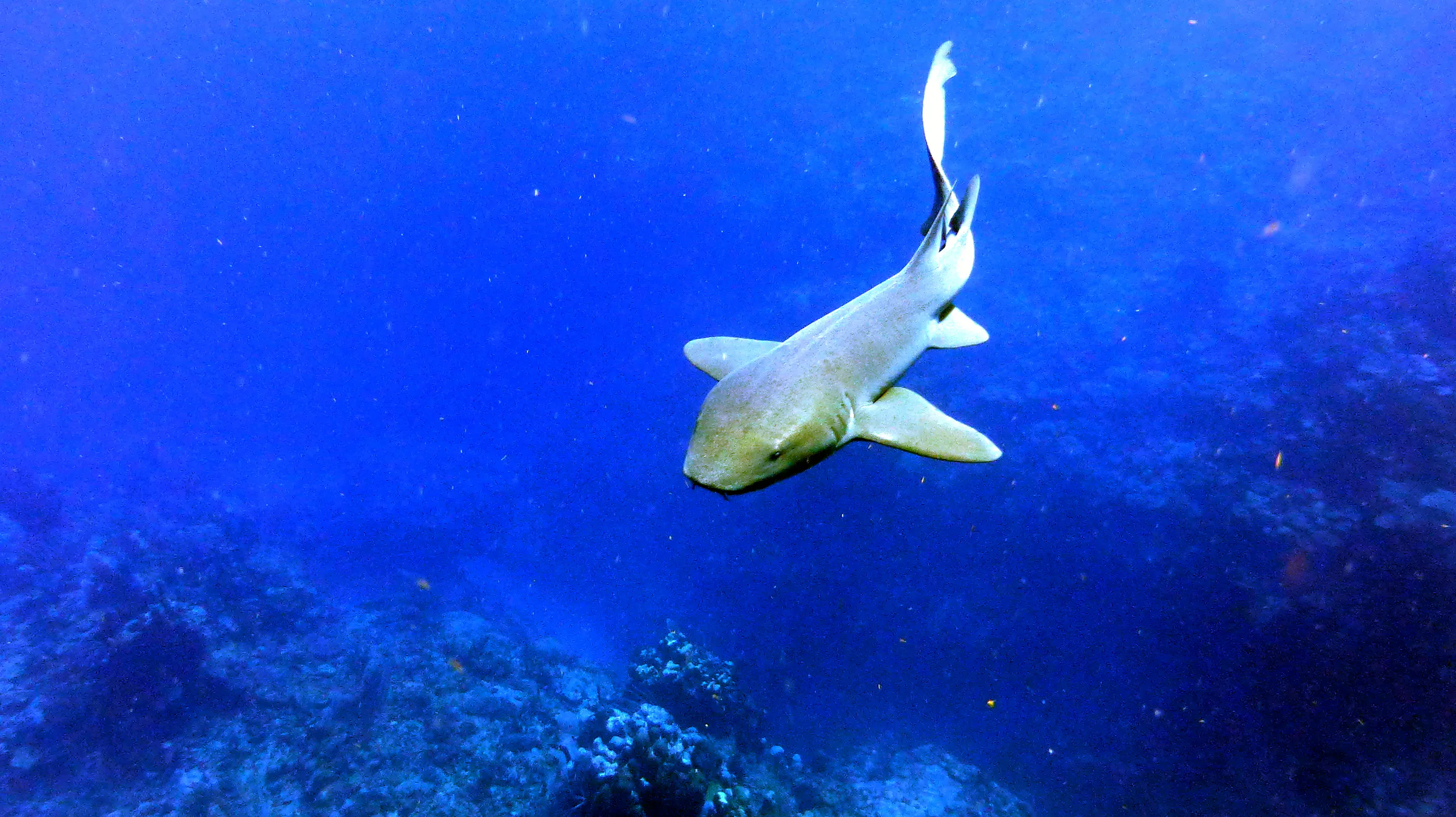 Nurse Shark, Belize, 2017