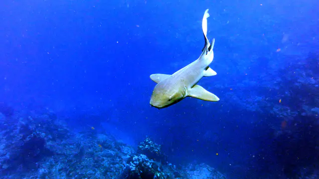 Underwater photograph by Joel Bergsma