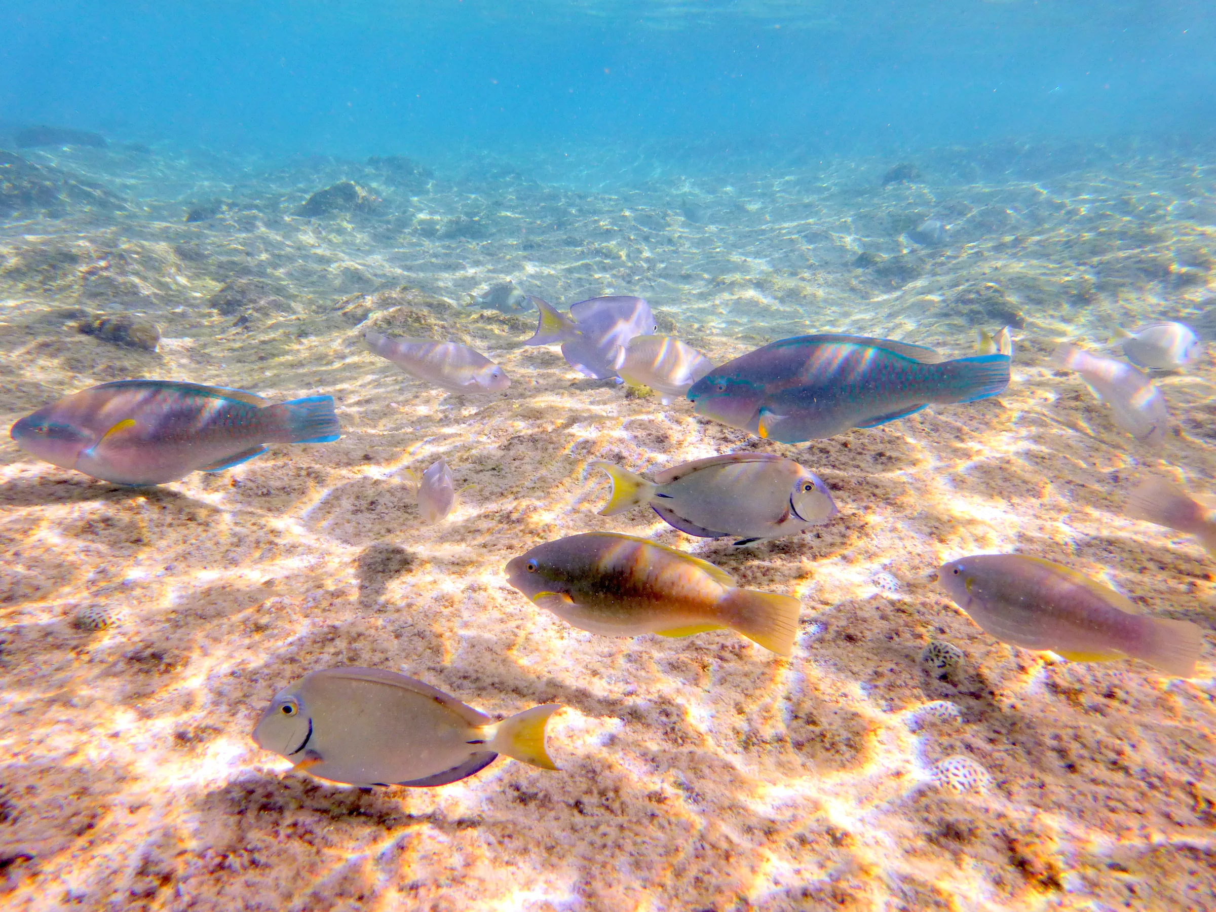 Parrotfish, Bonaire, 2013
