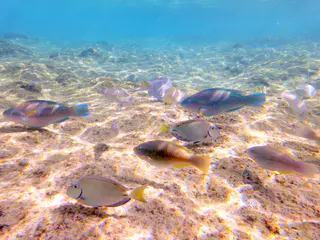 Underwater photograph by Joel Bergsma