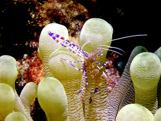 Underwater photograph by Joel Bergsma